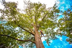 Why Choose Our Tree Removal Services in Castlewood, VA?